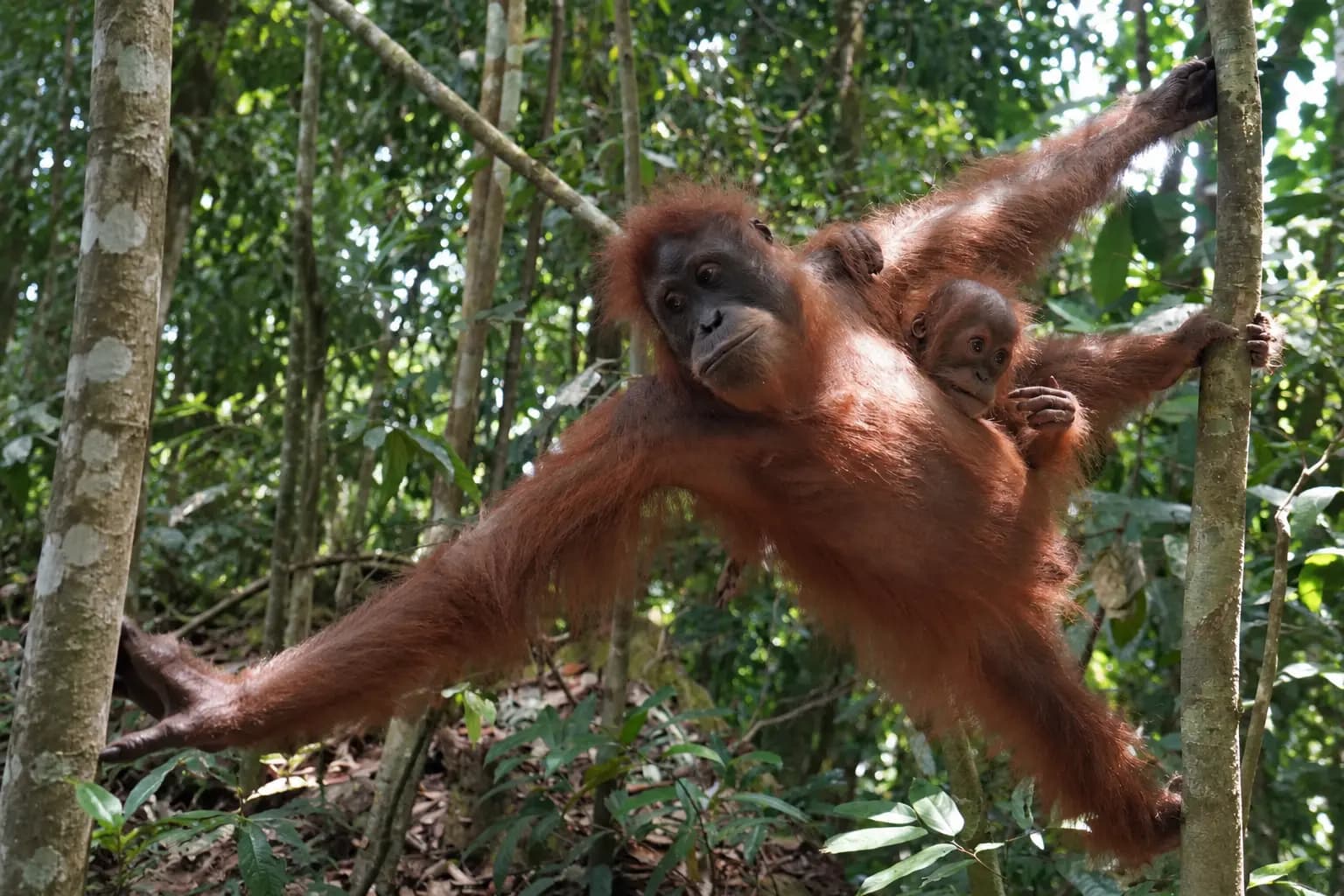 Bukit Lawang